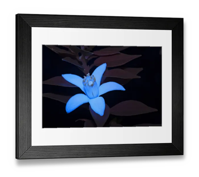 Framed Print : Seville orange (Citrus u aurantium) flower fluorescing in UV light, colour attractive Framed Print : Seville orange (Citrus u aurantium) flower fluorescing in UV light, colour attractive