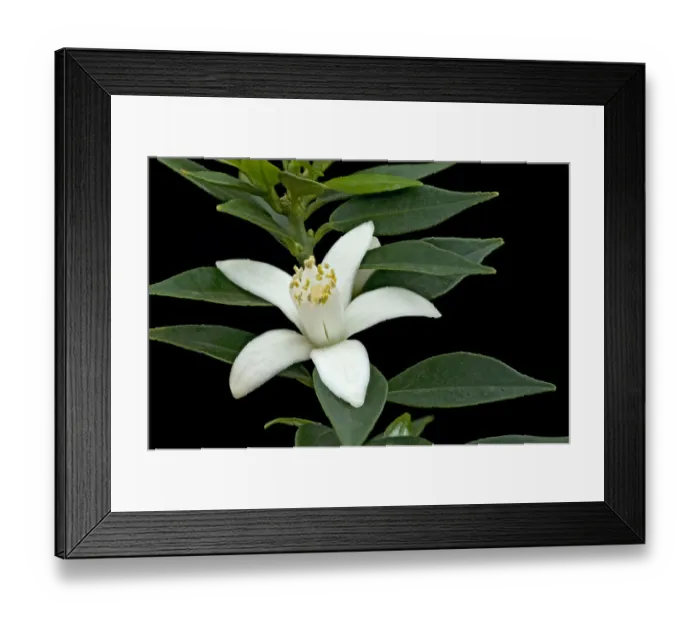 Framed Print : Seville orange (Citrus u aurantium) flower. Cultivated in glasshouse, Surrey, England, UK Framed Print : Seville orange (Citrus u aurantium) flower. Cultivated in glasshouse, Surrey, England, UK