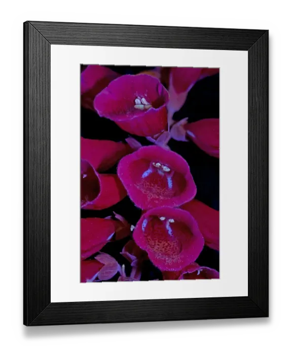 Framed Print : Foxglove (Digitalis purpurea), blue nectar guides and anthers, pollen and stigma fluorescing Framed Print : Foxglove (Digitalis purpurea), blue nectar guides and anthers, pollen and stigma fluorescing