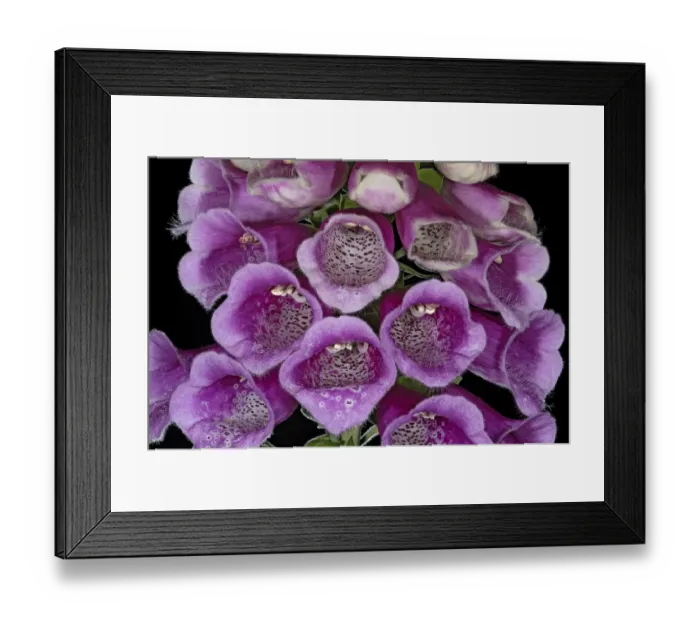 Framed Print : Foxglove (Digitalis purpurea) corollas with spatter mark nectar guides Framed Print : Foxglove (Digitalis purpurea) corollas with spatter mark nectar guides