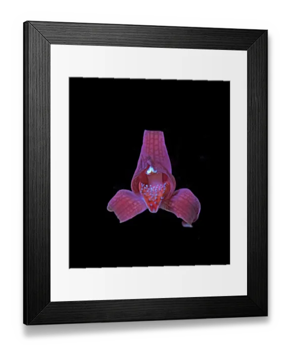 Framed Print : Porcelain orchid (Chloraea magellanica) with osmophores on lip fluorescing in UV light Framed Print : Porcelain orchid (Chloraea magellanica) with osmophores on lip fluorescing in UV light