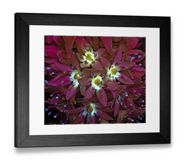 Framed Print : Two-coloured pineapple lily (Eucomis bicolor), nectar reservoirs fluorescing in UV light Framed Print : Two-coloured pineapple lily (Eucomis bicolor), nectar reservoirs fluorescing in UV light