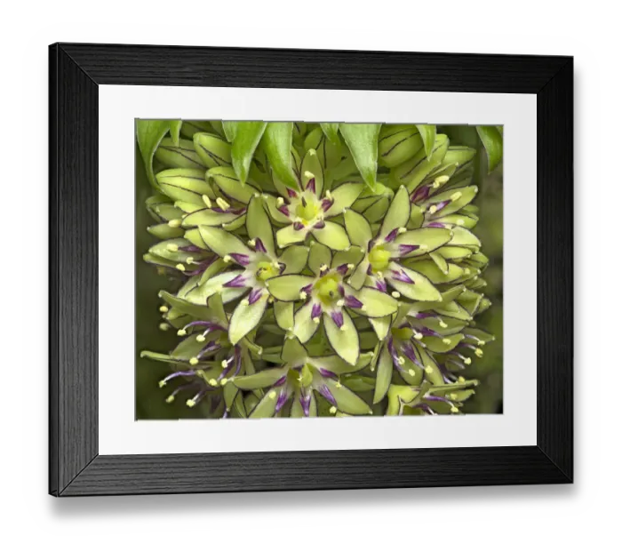 Framed Print : Two-coloured pineapple lily (Eucomis bicolor) in visible light. Cultivated in garden