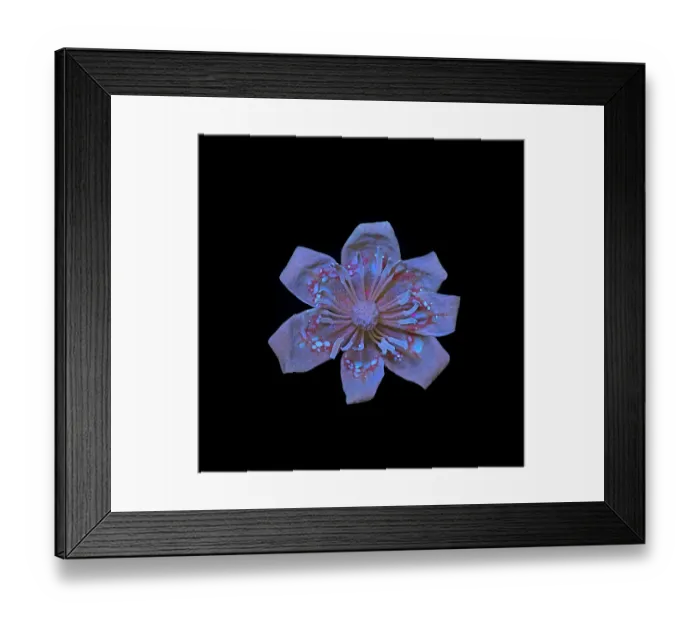 Framed Print : Tulip tree (Liriodendron tulipifera) flower, pollen and nectar fluorescing in UV light Framed Print : Tulip tree (Liriodendron tulipifera) flower, pollen and nectar fluorescing in UV light