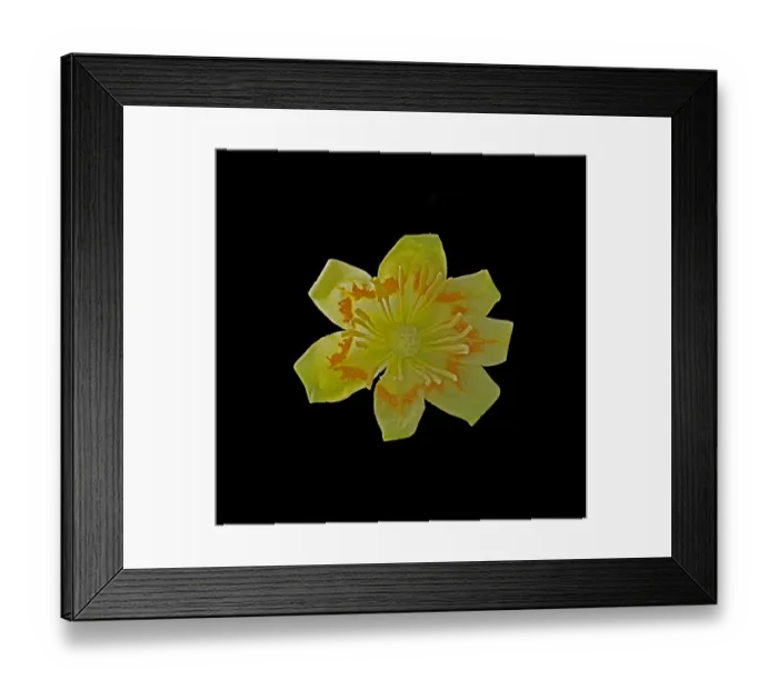 Framed Print : Tulip tree (Liriodendron tulipifera) flower with orange band to attract bees, produces Framed Print : Tulip tree (Liriodendron tulipifera) flower with orange band to attract bees, produces