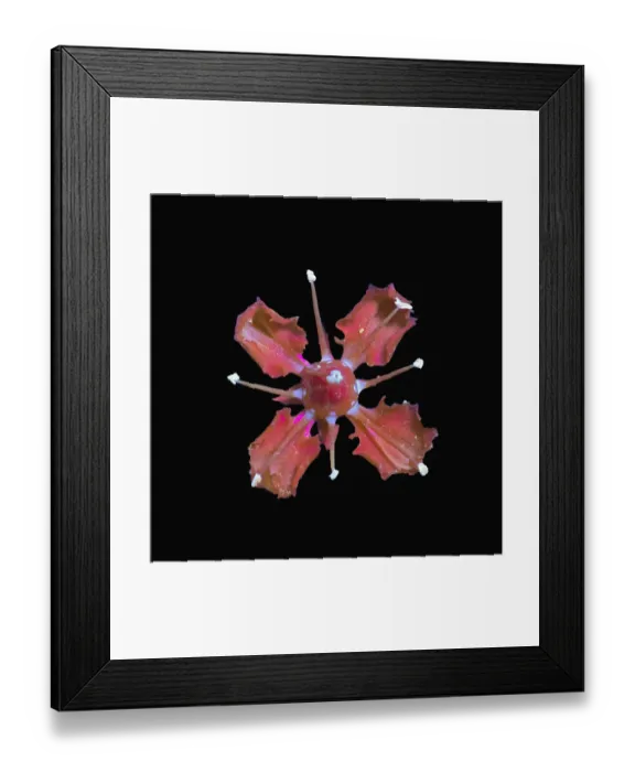 Framed Print : Common rue (Ruta graveolens) flower in UV light, pollen and nectar at base of petals fluorescing Framed Print : Common rue (Ruta graveolens) flower in UV light, pollen and nectar at base of petals fluorescing