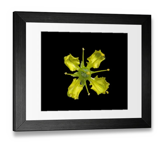 Framed Print : Common rue (Ruta graveolens) flower in visible light, nectar at base of petals
