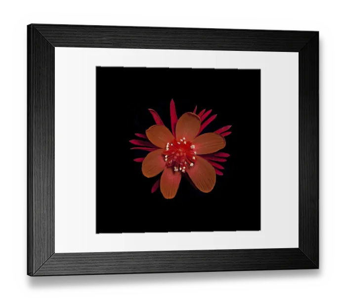 Framed Print : Winter aconite (Eranthis hymenalis) in UV light, pollen on outer stamens that have Framed Print : Winter aconite (Eranthis hymenalis) in UV light, pollen on outer stamens that have