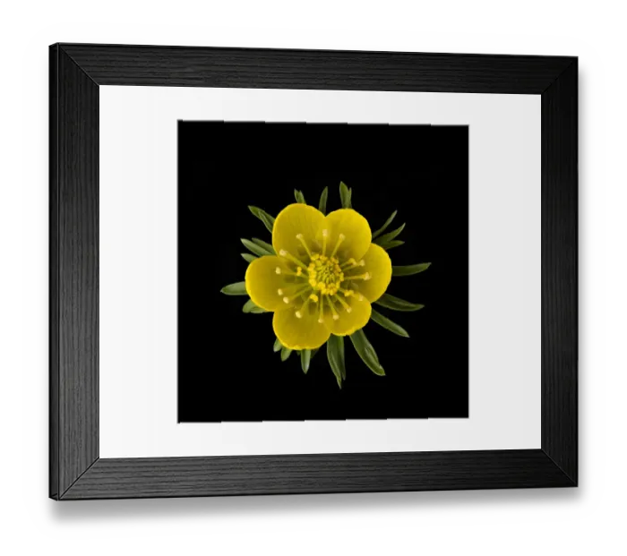 Framed Print : Winter aconite (Eranthis hyemalis) with ring of nectaries below stamens. Focus stacked Framed Print : Winter aconite (Eranthis hyemalis) with ring of nectaries below stamens. Focus stacked