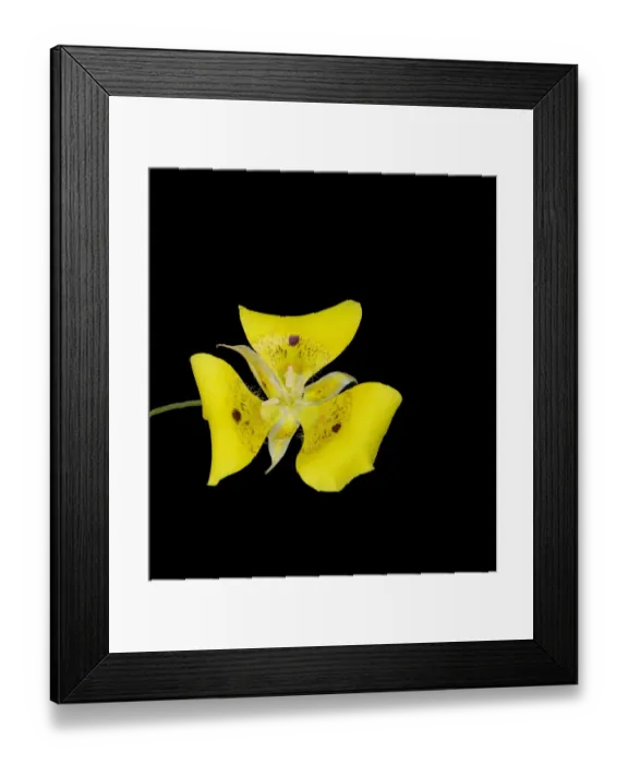 Framed Print : Yellow mariposa lily (Calochortus luteus) with dark nectar guides. Cultivated in glasshouse Framed Print : Yellow mariposa lily (Calochortus luteus) with dark nectar guides. Cultivated in glasshouse