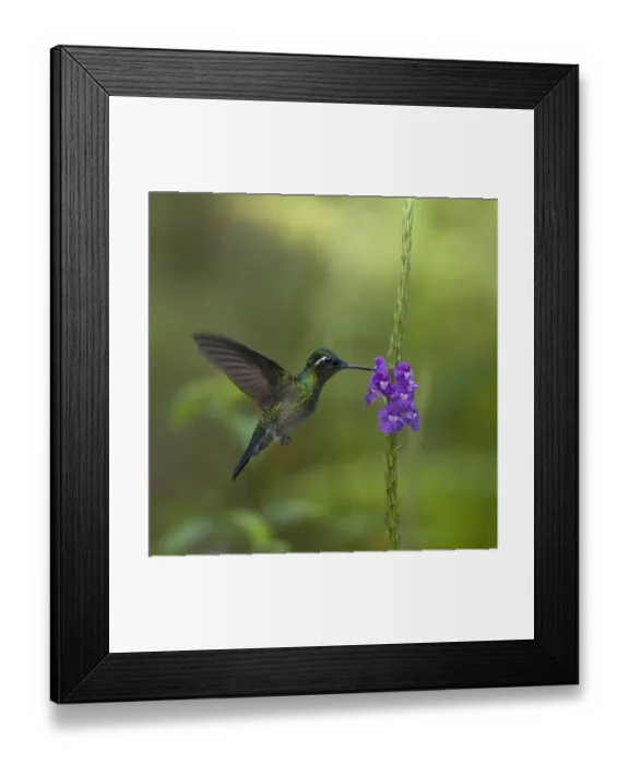 Framed Print : Purple throated mountain gem hummingbird (Lampornis calolaemus) hovering as it nectars Framed Print : Purple throated mountain gem hummingbird (Lampornis calolaemus) hovering as it nectars