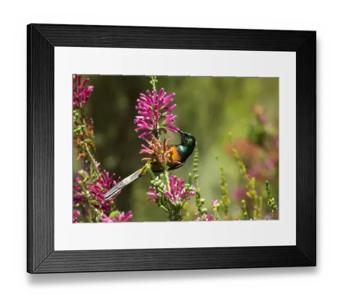 Framed Print : Orange breasted sunbird (Anthobaphes violacea), male nectaring on Heather (Erica sp) Framed Print : Orange breasted sunbird (Anthobaphes violacea), male nectaring on Heather (Erica sp)