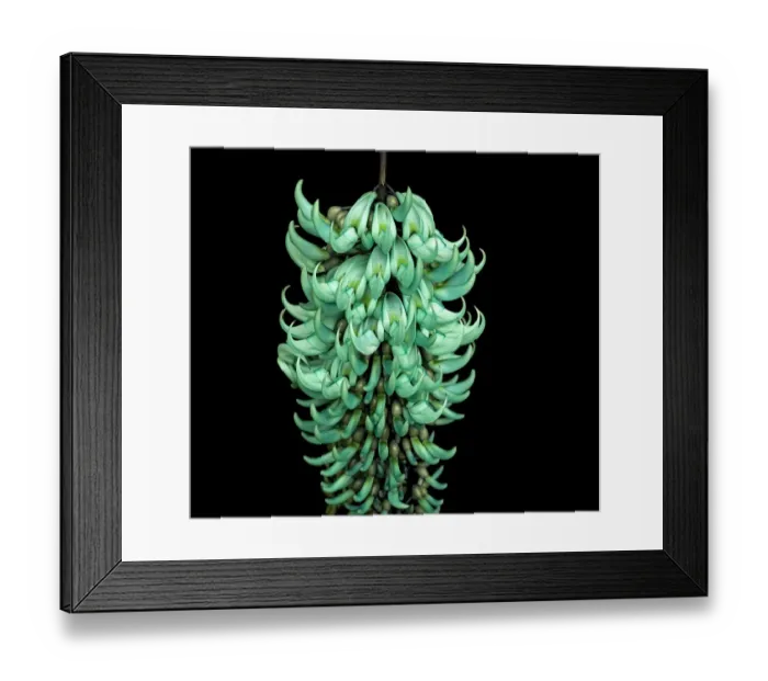 Framed Print : Jade vine (Strongylodon macrobotrys) in glasshouse at Kew Gardens, London, UK Framed Print : Jade vine (Strongylodon macrobotrys) in glasshouse at Kew Gardens, London, UK