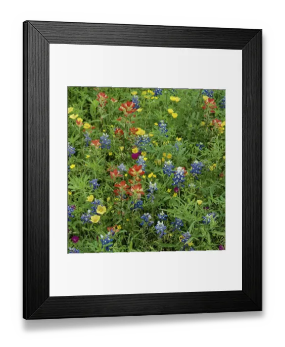 Framed Print : Texas bluebonnets (Lupinus texensis) and Indian paintbrush (Castilleja coccinea) amongst Framed Print : Texas bluebonnets (Lupinus texensis) and Indian paintbrush (Castilleja coccinea) amongst