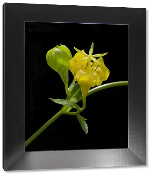 Musquia (Musschia aurea) flower. Cultivated in glasshouse, UK. Pollinated by Lizard