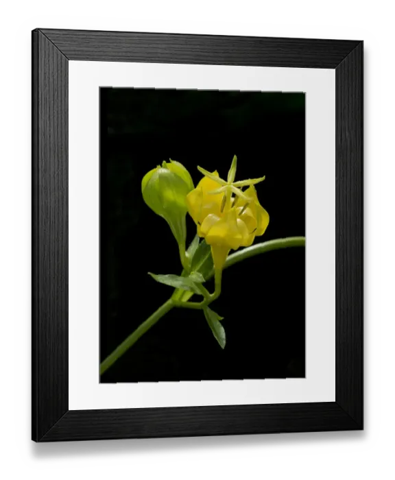Framed Print : Musquia (Musschia aurea) flower. Cultivated in glasshouse, UK. Pollinated by Lizard Framed Print : Musquia (Musschia aurea) flower. Cultivated in glasshouse, UK. Pollinated by Lizard