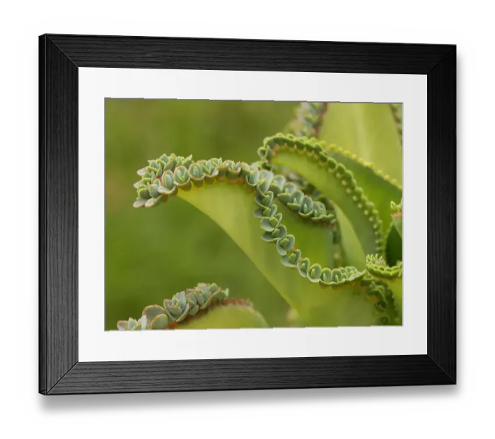 Framed Print : Mother of thousands (Kalanchoe daigremontiana), viviparous growth with vegetative Framed Print : Mother of thousands (Kalanchoe daigremontiana), viviparous growth with vegetative