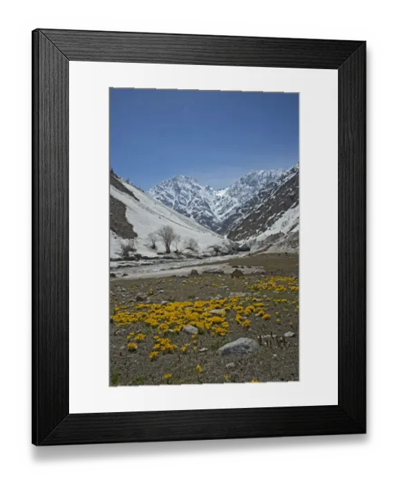 Framed Print : Celandine crocus (Crocus korolkowii) carpet in area of snowmelt. Pollinated by solitary bees Framed Print : Celandine crocus (Crocus korolkowii) carpet in area of snowmelt. Pollinated by solitary bees