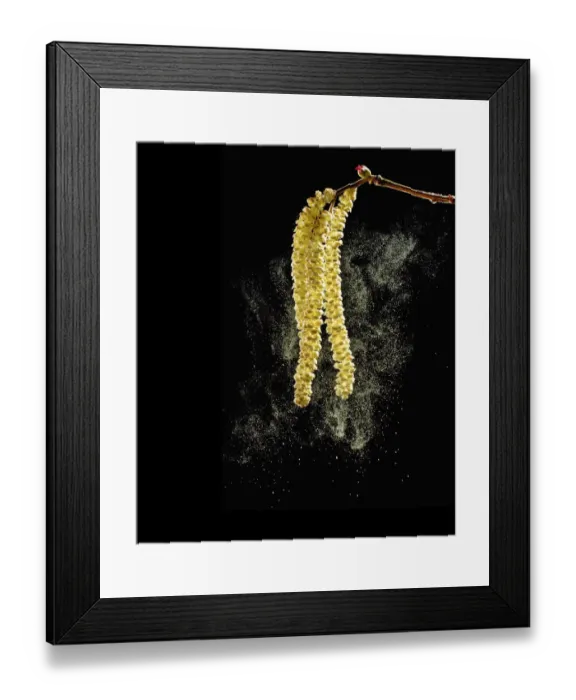 Framed Print : Hazel (Corylus avellana) catkins dispersing pollen with female flower above on branch