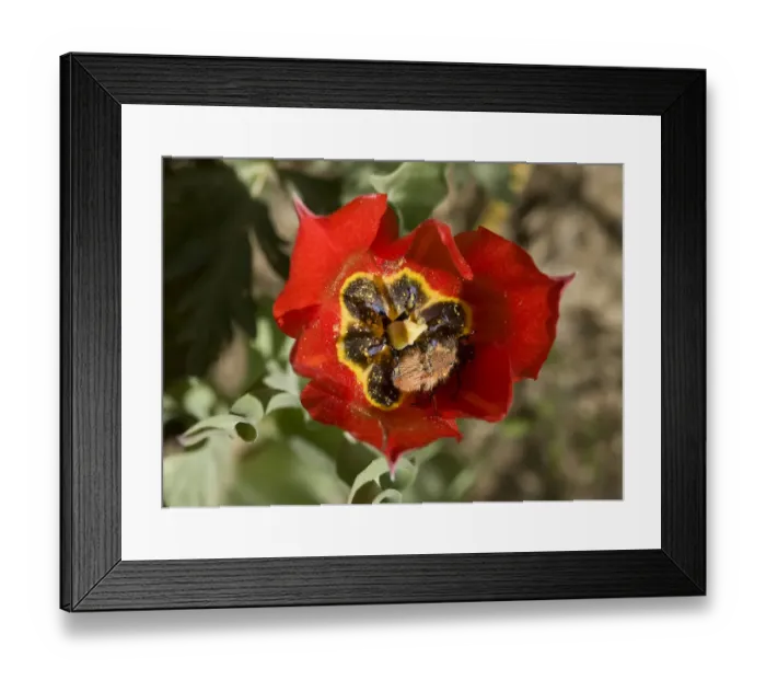 Framed Print : Bumblebee scarab (Amphicoma vulpes) pair mating in Tulip (Tulipa armena) flower Framed Print : Bumblebee scarab (Amphicoma vulpes) pair mating in Tulip (Tulipa armena) flower