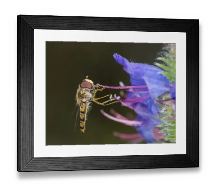 Framed Print : Marmalade hoverfly (Episyrphus balteatus) feeding on pollen on Vipers bugloss Framed Print : Marmalade hoverfly (Episyrphus balteatus) feeding on pollen on Vipers bugloss