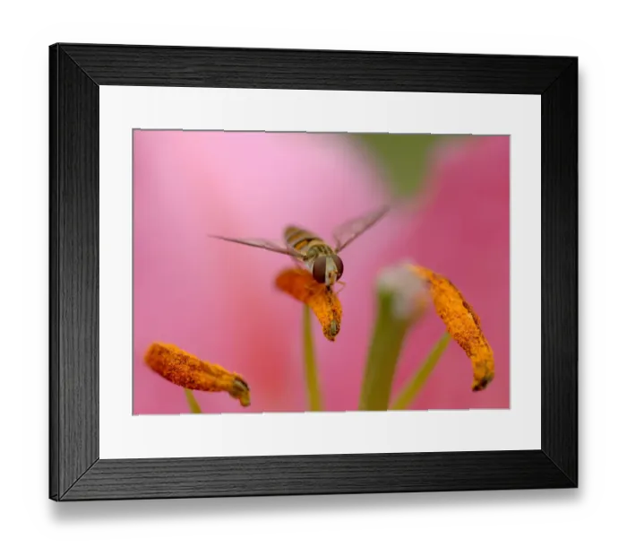Framed Print : Marmalade hoverfly (Episyrphus balteatus) feeding on pollen on Stargazer lily (Lilium Framed Print : Marmalade hoverfly (Episyrphus balteatus) feeding on pollen on Stargazer lily (Lilium