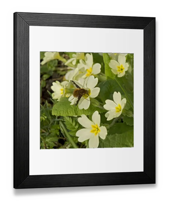 Framed Print : Common bee fly (Bombylius major) nectaring on Primrose (Primula vulgaris) Framed Print : Common bee fly (Bombylius major) nectaring on Primrose (Primula vulgaris)