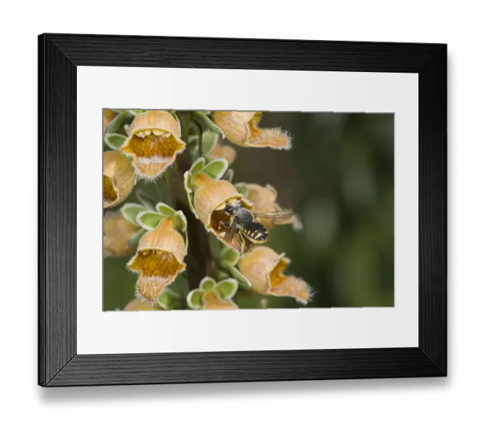 Framed Print : Wool carder bee (Anthidium manicatum) female entering Rusty foxglove (Digitalis ferruginea) flower Framed Print : Wool carder bee (Anthidium manicatum) female entering Rusty foxglove (Digitalis ferruginea) flower