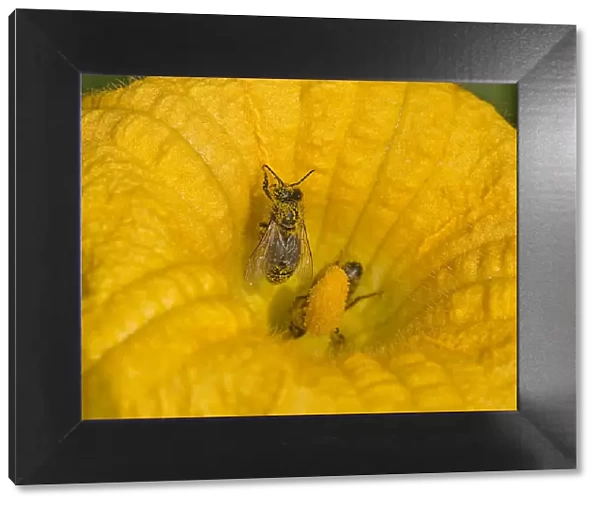 Honey bee (Apis mellifera) with pollen grains on back. Inside male Squash (Cucurbita sp) flower