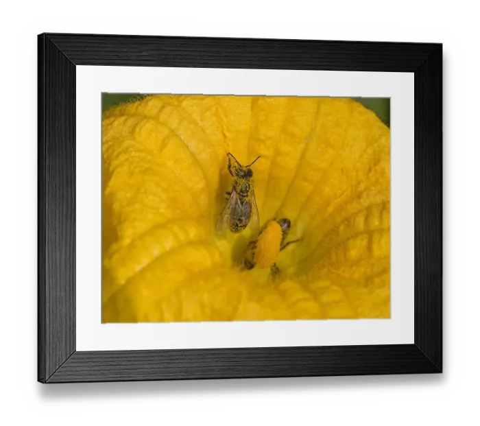 Framed Print : Honey bee (Apis mellifera) with pollen grains on back. Inside male Squash (Cucurbita sp) flower Framed Print : Honey bee (Apis mellifera) with pollen grains on back. Inside male Squash (Cucurbita sp) flower