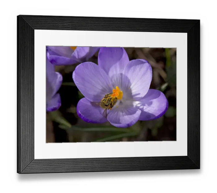 Framed Print : Honey bee (Apis mellifera) covered in pollen emerging from nectaring in Crocus (Crocus sp) Framed Print : Honey bee (Apis mellifera) covered in pollen emerging from nectaring in Crocus (Crocus sp)