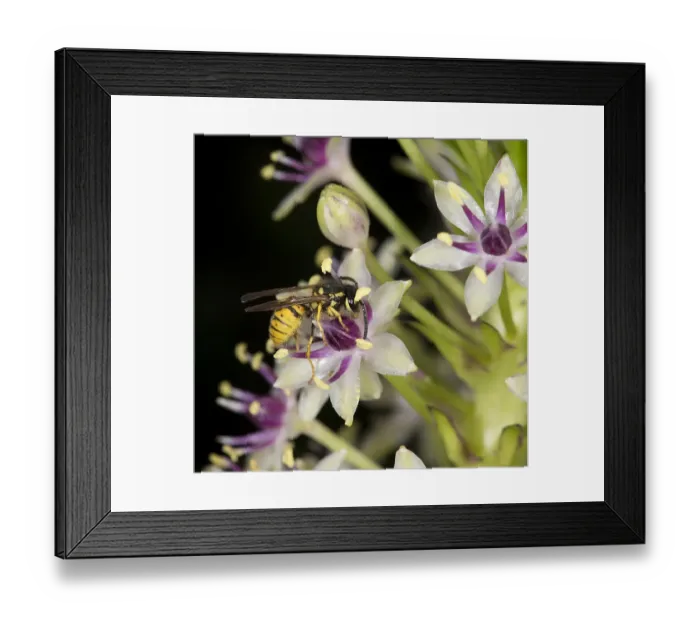 Framed Print : Wasp (Vespula germanica) nectaring on Pineapple lily (Eucomis comosa)