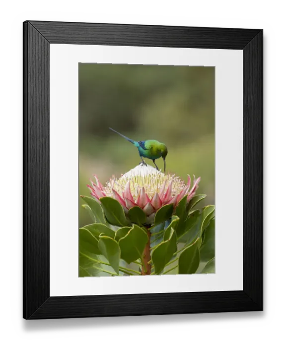 Framed Print : Malachite sunbird (Nectarinia famosa) male nectaring on King protea (Protea cynaroides) Framed Print : Malachite sunbird (Nectarinia famosa) male nectaring on King protea (Protea cynaroides)