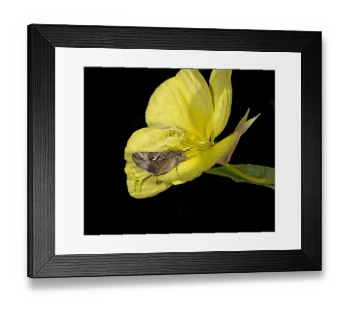 Framed Print : Silver Y moth (Autographa gamma) nectaring on Evening primrose (Oenothera glazioviana) Framed Print : Silver Y moth (Autographa gamma) nectaring on Evening primrose (Oenothera glazioviana)