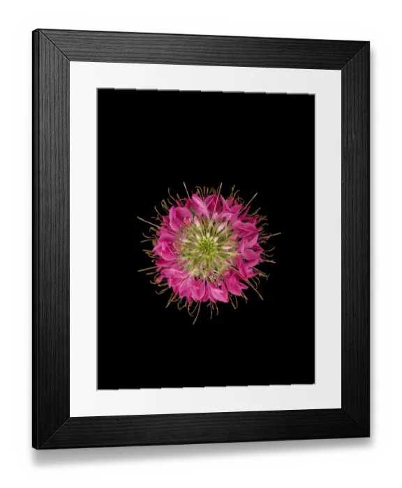 Framed Print : Spider flower (Cleome sp) with long gonophores. View from above. Cultivated in garden Framed Print : Spider flower (Cleome sp) with long gonophores. View from above. Cultivated in garden