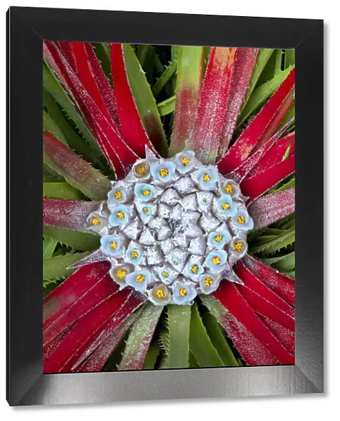 Sun bromeliad (Fascicularia bicolor). Central leaves turn red to attract hummingbird