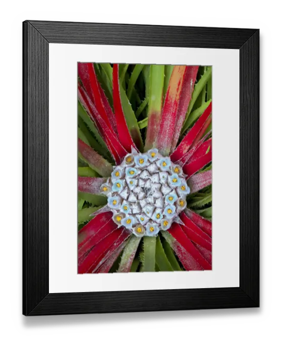 Framed Print : Sun bromeliad (Fascicularia bicolor). Central leaves turn red to attract hummingbird