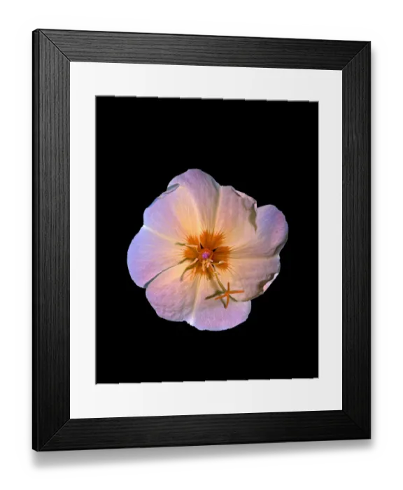 Framed Print : Large-flowered evening primrose (Oenothera glazioviana) Framed Print : Large-flowered evening primrose (Oenothera glazioviana)