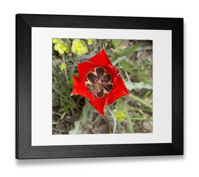 Framed Print : Scarab beetle (Scarabaeoidea) pair mating inside Tulip (Tulipa micheliana) flower Framed Print : Scarab beetle (Scarabaeoidea) pair mating inside Tulip (Tulipa micheliana) flower
