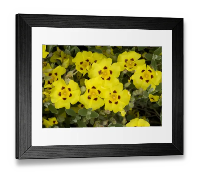 Framed Print : Lisbon false sun-rose / Yellow rock rose (Halimium lasianthum) flowers Framed Print : Lisbon false sun-rose / Yellow rock rose (Halimium lasianthum) flowers