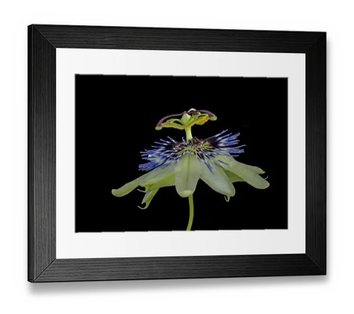 Framed Print : Blue passionflower (Passiflora caerulea). Flower is pollinated by larger bees. Focus stacked Framed Print : Blue passionflower (Passiflora caerulea). Flower is pollinated by larger bees. Focus stacked