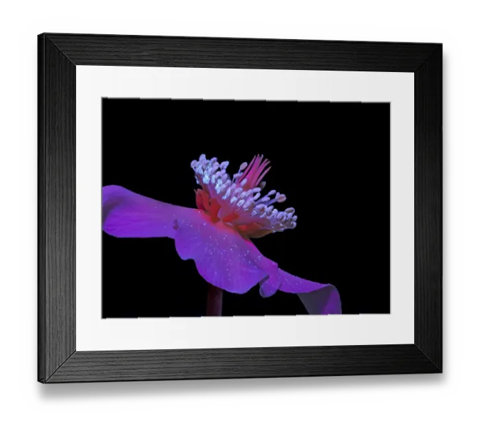 Framed Print : Christmas rose (Helleborus niger) flower, pollen on dehisced anthers and on petals Framed Print : Christmas rose (Helleborus niger) flower, pollen on dehisced anthers and on petals