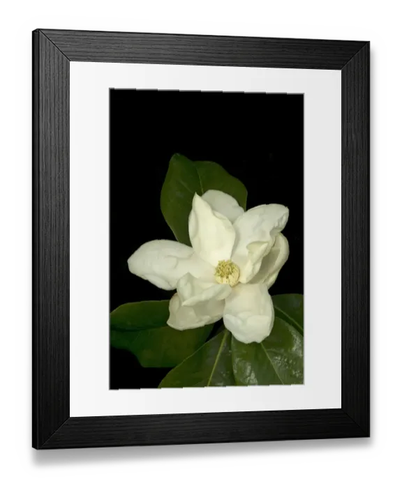 Framed Print : Southern magnolia / Bull bay (Magnolia grandiflora) flower Framed Print : Southern magnolia / Bull bay (Magnolia grandiflora) flower