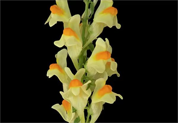 Common toadflax (Linaria vulgaris), orange nectar guides on lower lip and long spur