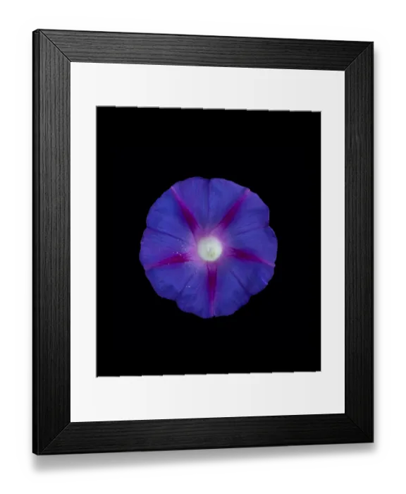 Framed Print : Morning glory (Ipomoea tricolor) flower with pollen grains scattered by visiting insects Framed Print : Morning glory (Ipomoea tricolor) flower with pollen grains scattered by visiting insects