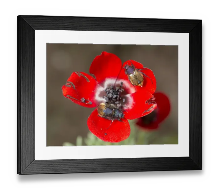 Framed Print : Red bowled anemone (Anemone bucharica) with dark stamens and patterns on petal bases Framed Print : Red bowled anemone (Anemone bucharica) with dark stamens and patterns on petal bases