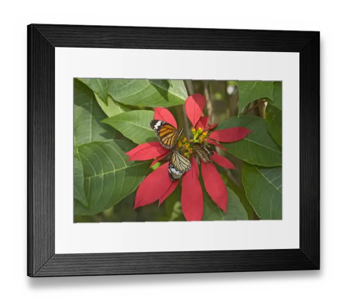 Framed Print : Monarch butterflies (Danaus plexippus), three nectaring on Poinsettia (Euphorbia pulcherrima) Framed Print : Monarch butterflies (Danaus plexippus), three nectaring on Poinsettia (Euphorbia pulcherrima)