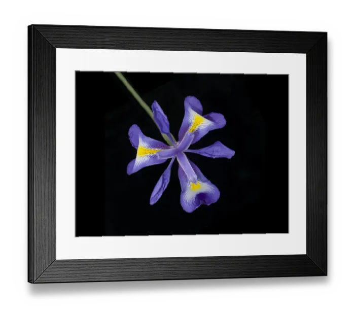 Framed Print : Afghanistan Juno iris (Iris cycloglossa) with yellow nectar guides. In cultivation Framed Print : Afghanistan Juno iris (Iris cycloglossa) with yellow nectar guides. In cultivation
