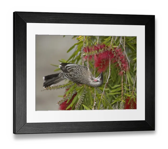 Framed Print : Red wattlebird (Anthochaera carunculata) nectaring on Bottlebrush (Callistemon sp) Framed Print : Red wattlebird (Anthochaera carunculata) nectaring on Bottlebrush (Callistemon sp)