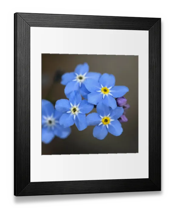 Framed Print : Wood forget-me-not (Myosotis sylvatica) flowers, yellow corollas on fresher flowers Framed Print : Wood forget-me-not (Myosotis sylvatica) flowers, yellow corollas on fresher flowers